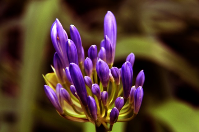 比的胜利 比的胜利